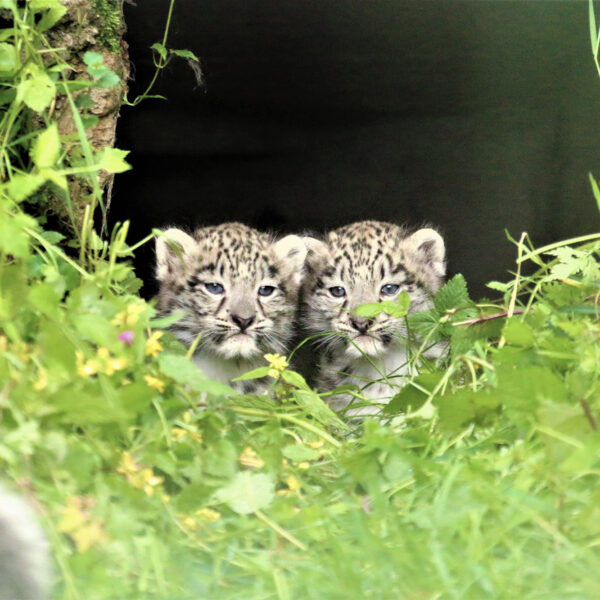 Adorable Snow Leopard Cubs Have Fun Playing In Grass