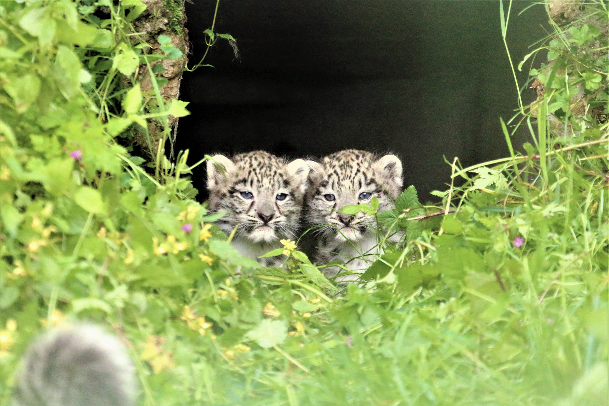 Adorable Snow Leopard Cubs Have Fun Playing…