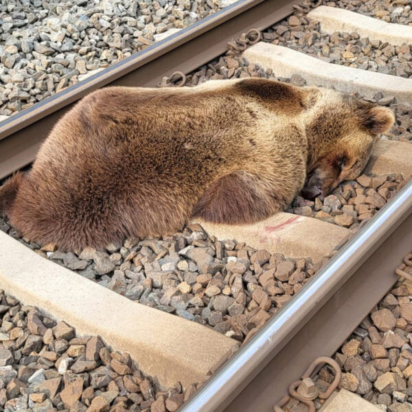  Wandering Brown Bear Dies On The Railway Tracks After Getting Struck By…