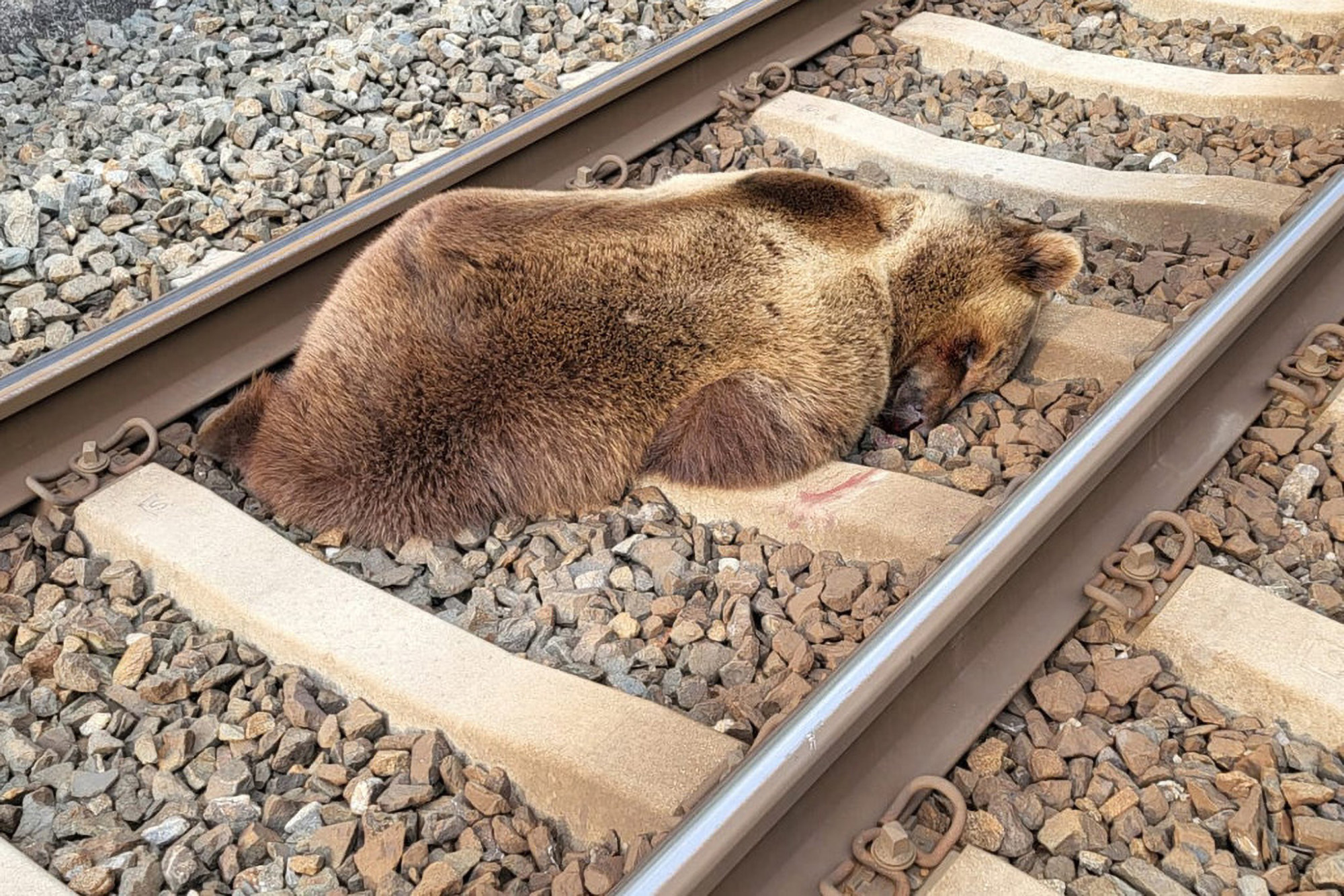  Wandering Brown Bear Dies On The Railway…