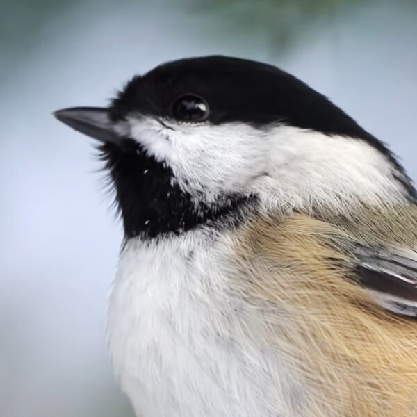  Black-Capped Chickadees Follow Correct Note Structure When Communicating And Can Identify Errors