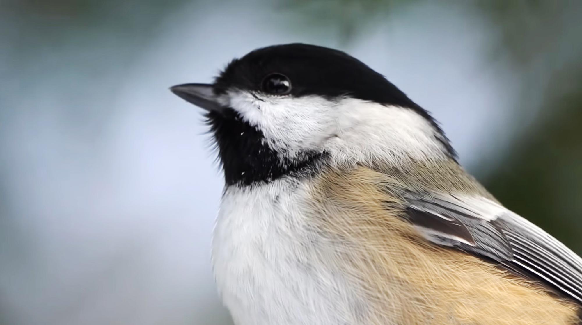  Black-Capped Chickadees Follow Correct Note Structure When…