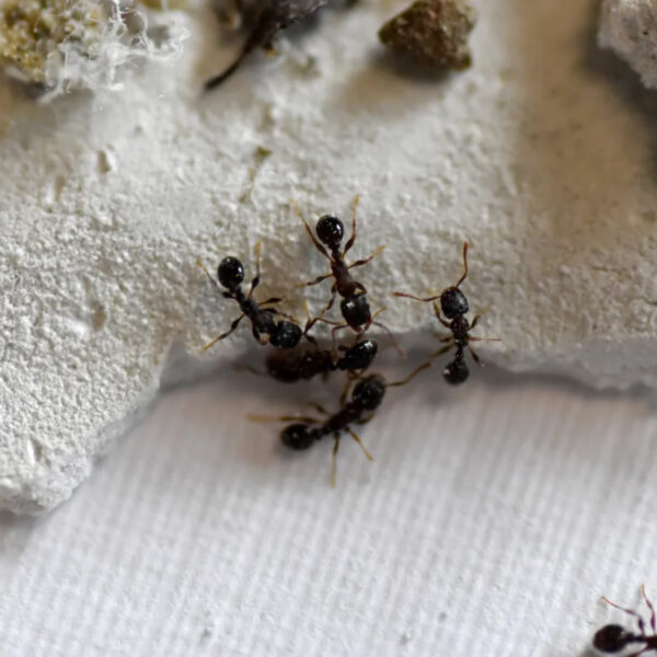 Climate Heat Crisis Makes Ants More Aggressive, Says Study