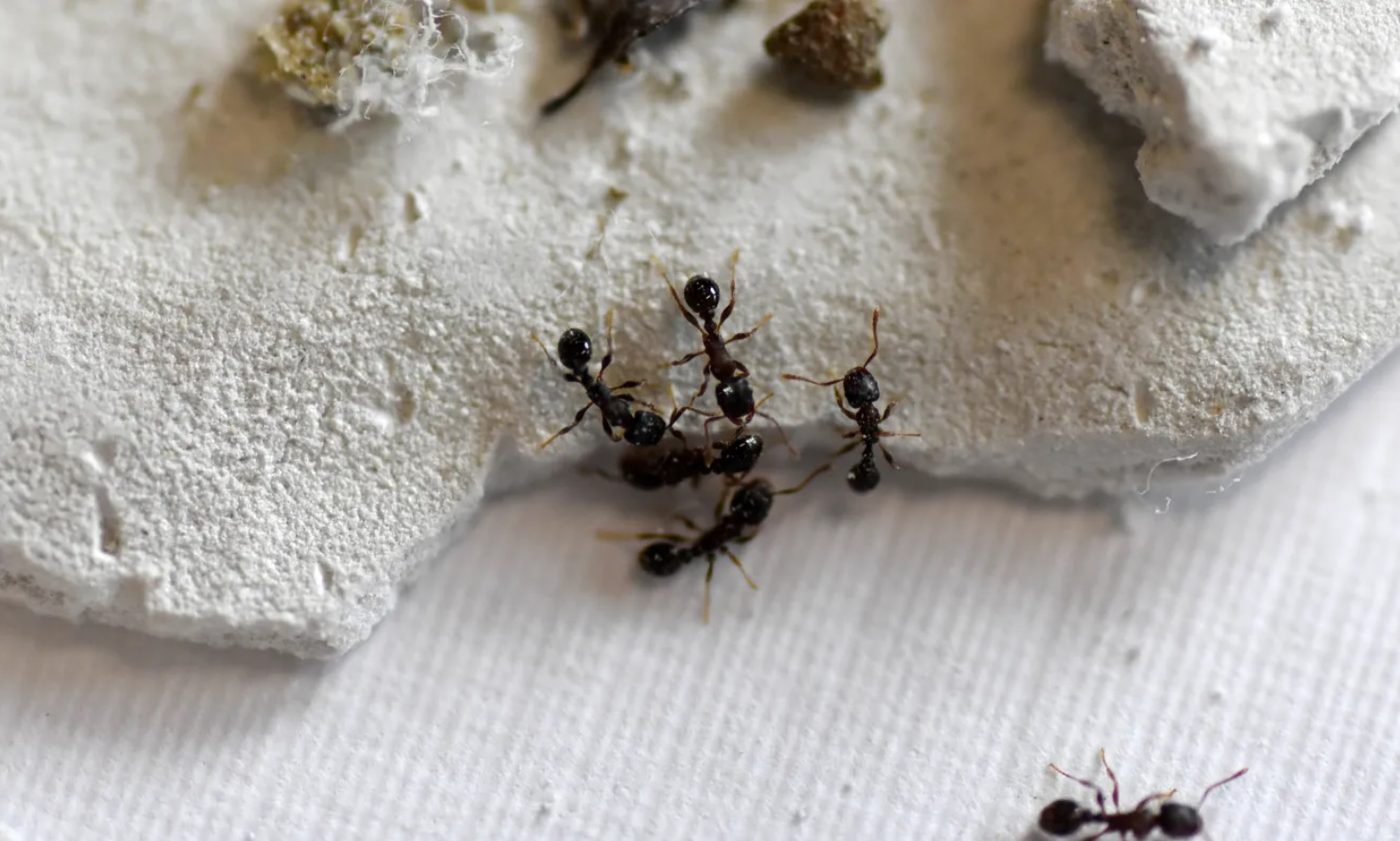 Climate Heat Crisis Makes Ants More Aggressive,…