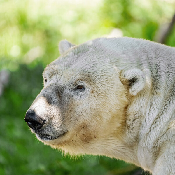 Polar Bear Sent To Another Zoo As Cub Comes Back To World’s…