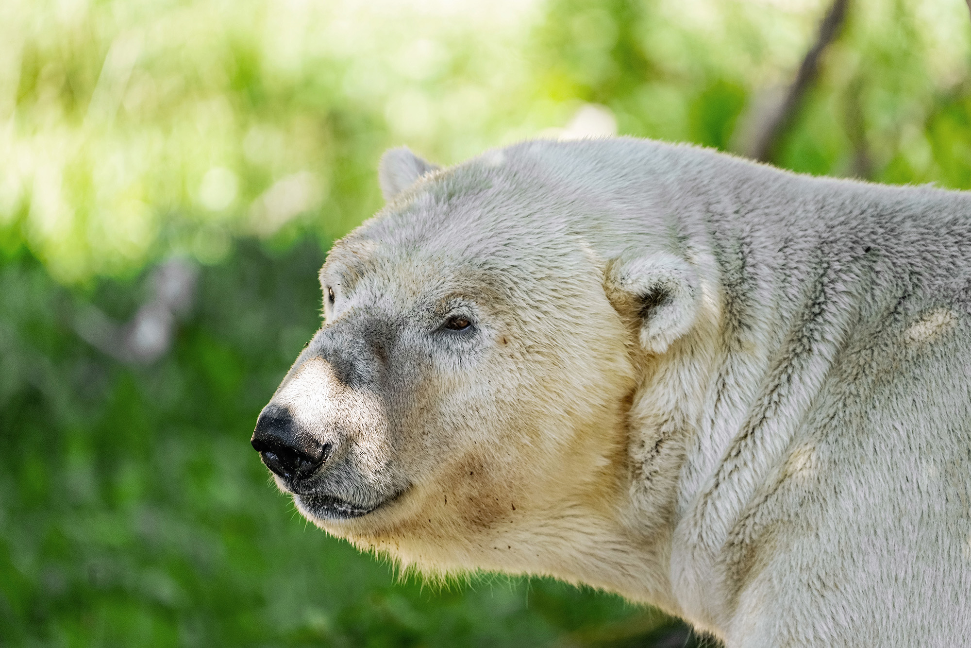 Polar Bear Sent To Another Zoo As…