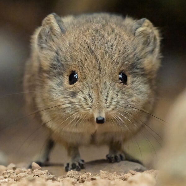 Tiny Elephant Shrews Go On Show After Mum Hid Them From Zookeepers