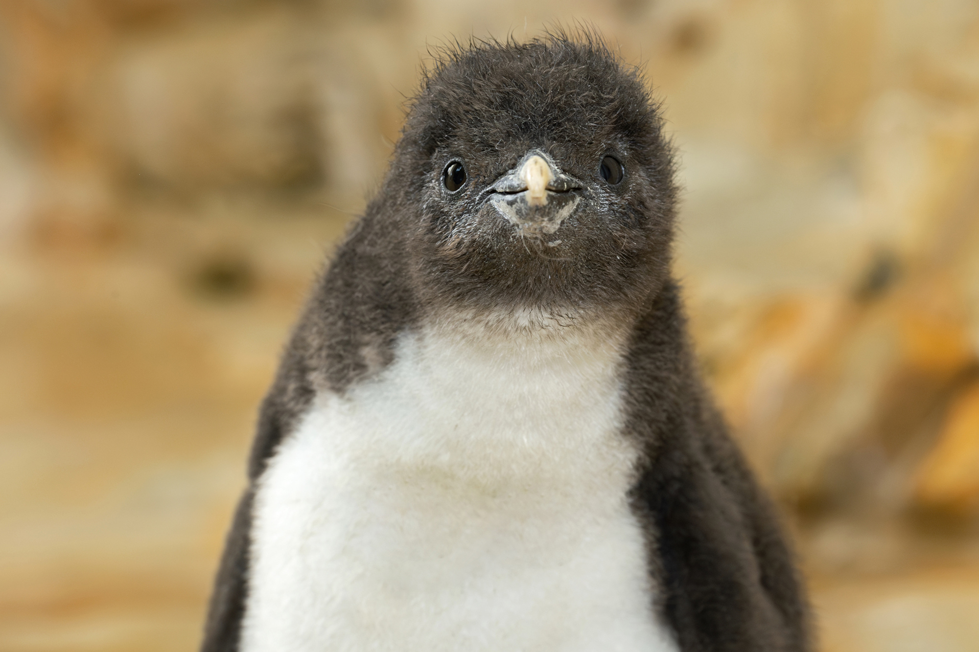 Rare Penguin Chick’s Heartwarming Show With Mother