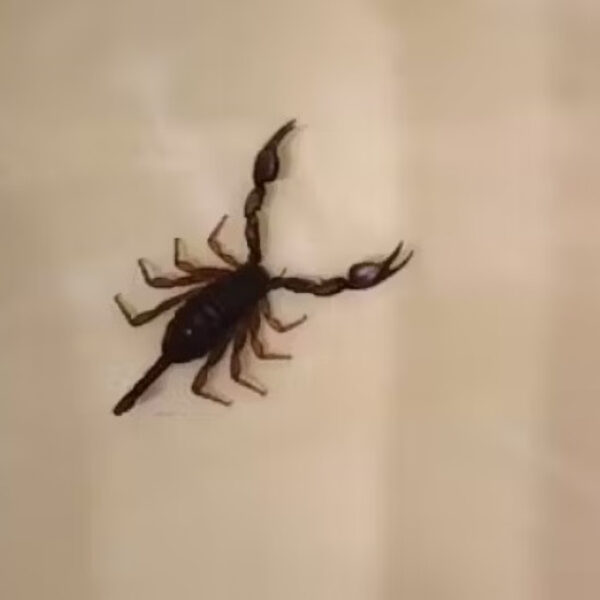 Austrian Girl Discovers Scorpion In Luggage And It Will Now be Sent…