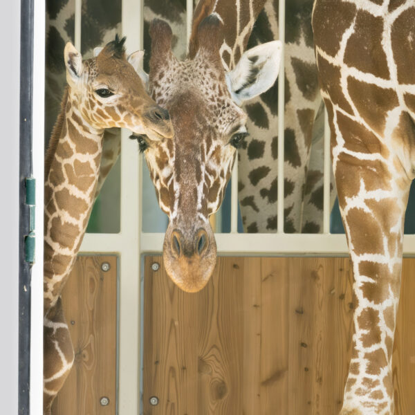 Adorable Baby Giraffe Stands Up Just Seconds After Being Born At World’s…