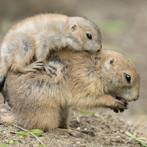 Adorable Baby Black-Tailed Prairie Dogs Play Fight At World’s Oldest Zoo