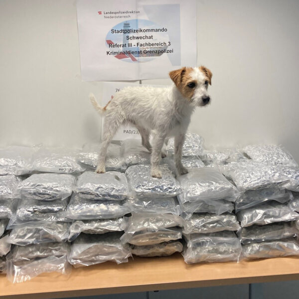 Police Dog Sniffs Out 50kg Of Cannabis Heading For UK