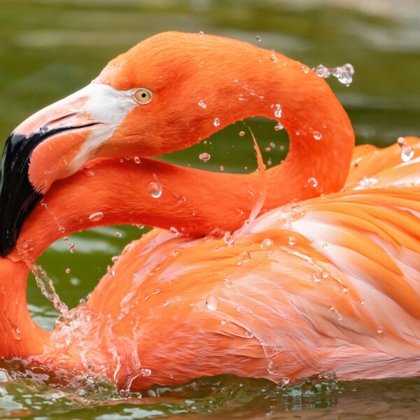 Fox Slaughters Zoo’s Flamingos After Keepers Forget To Lock Them In