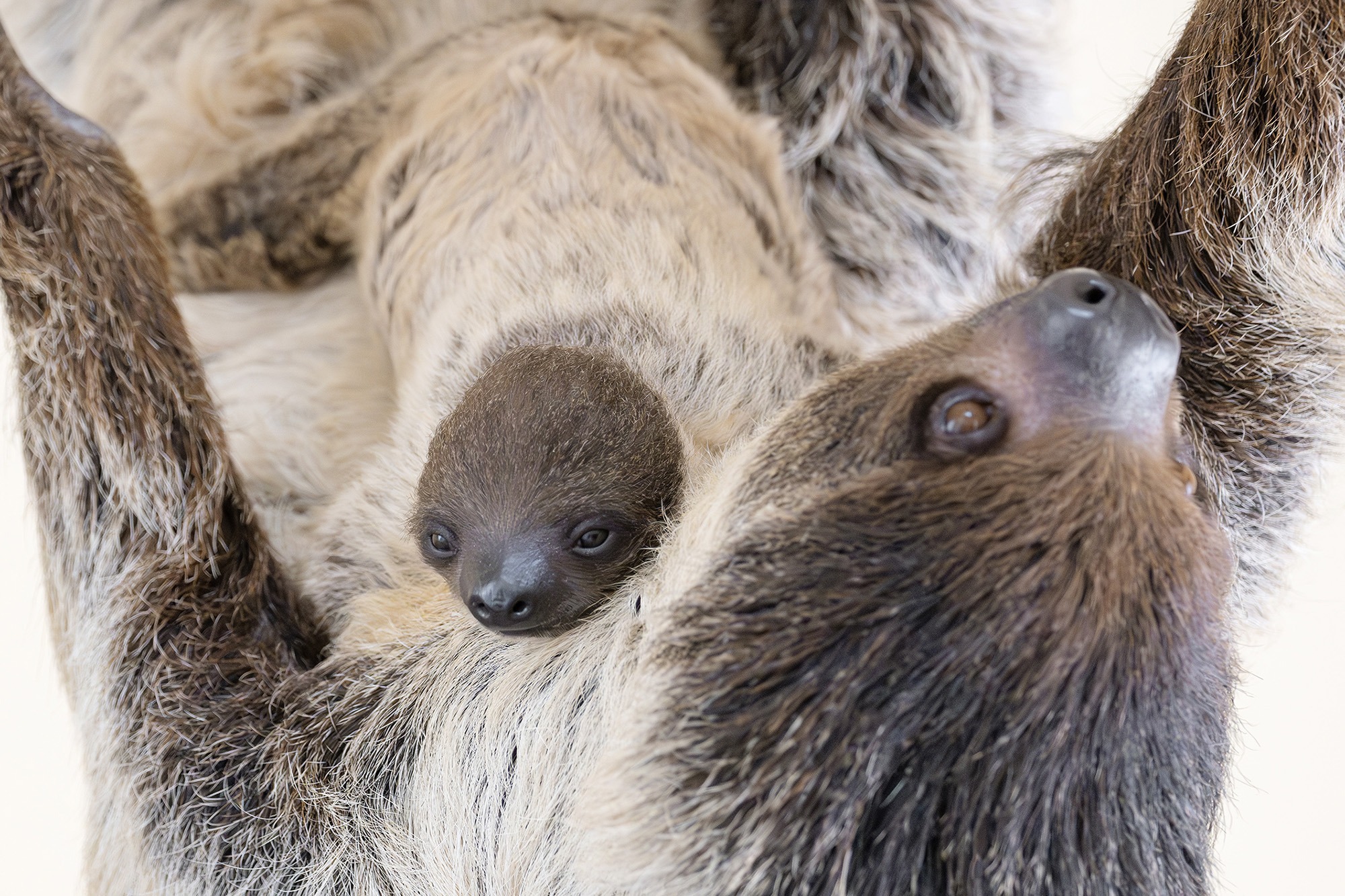 World’s Oldest Zoo Welcomes World’s Slowest Baby