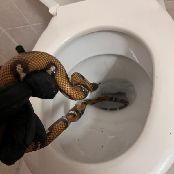 Horrified Holidaymaker Finds Snake In Hotel Loo