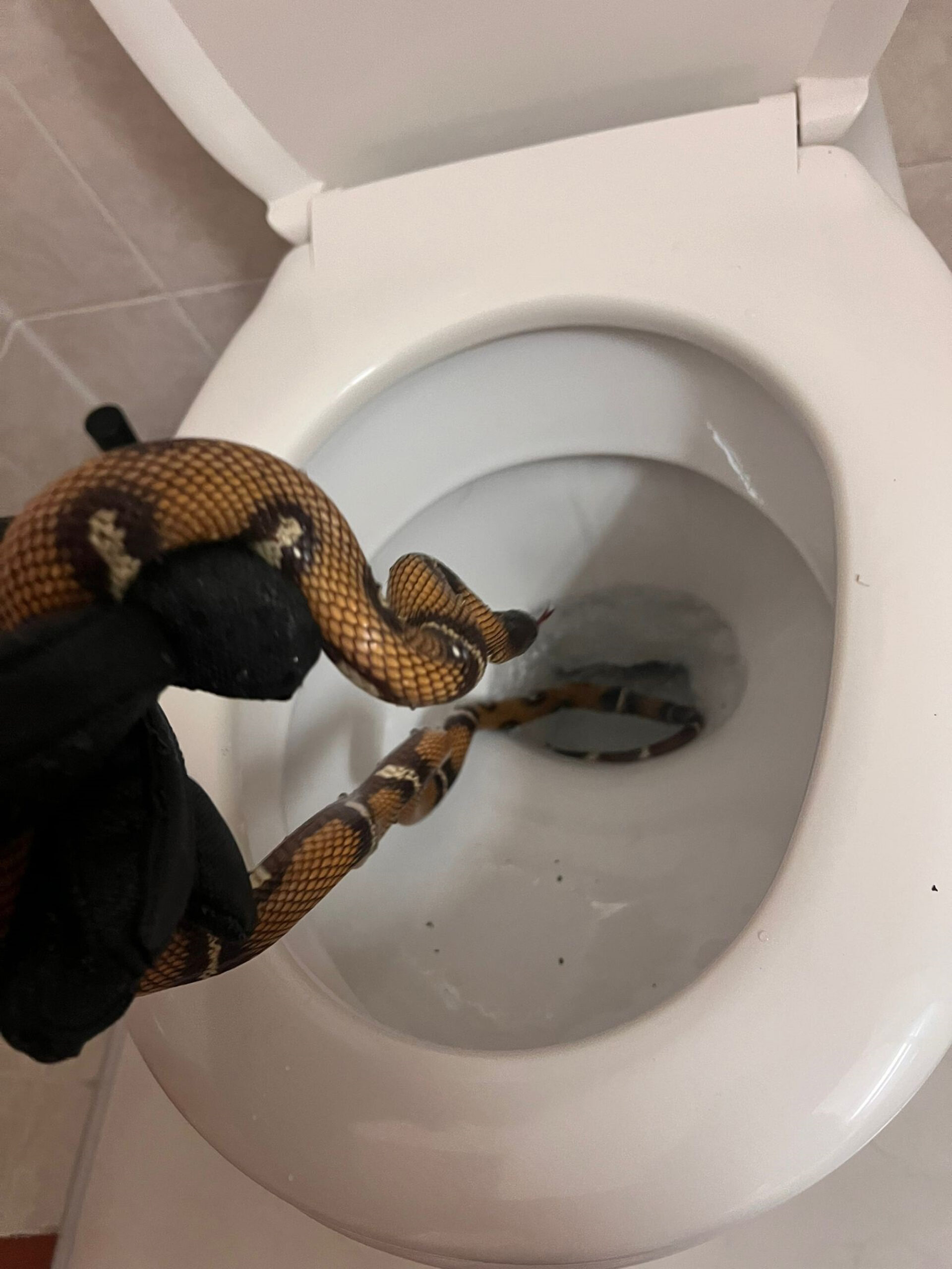 Horrified Holidaymaker Finds Snake In Hotel Loo