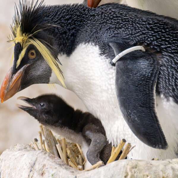 World’s Oldest Zoo Celebrates World Penguin Day With Arrival Of Adorable Northern…