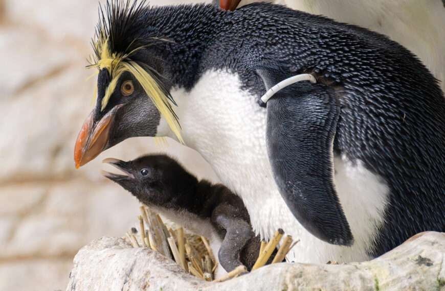 World’s Oldest Zoo Celebrates World Penguin Day With Arrival Of Adorable Northern Rockhopper Penguin Chick