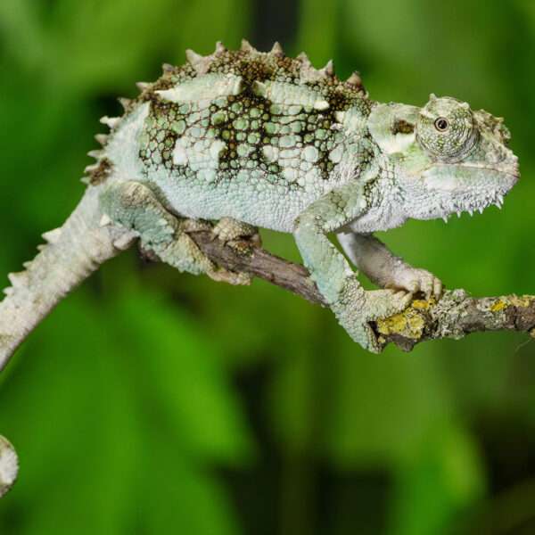 Oldest Zoo In World Set Marks International Chameleon Day With Specimens Found In Man’s Luggage