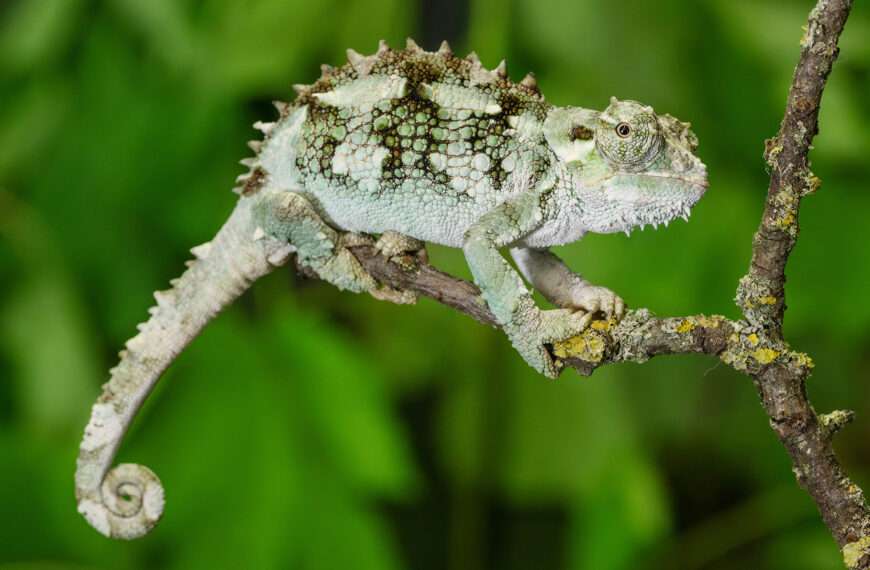 Oldest Zoo In World Set Marks International Chameleon Day With Specimens Found In Man’s Luggage