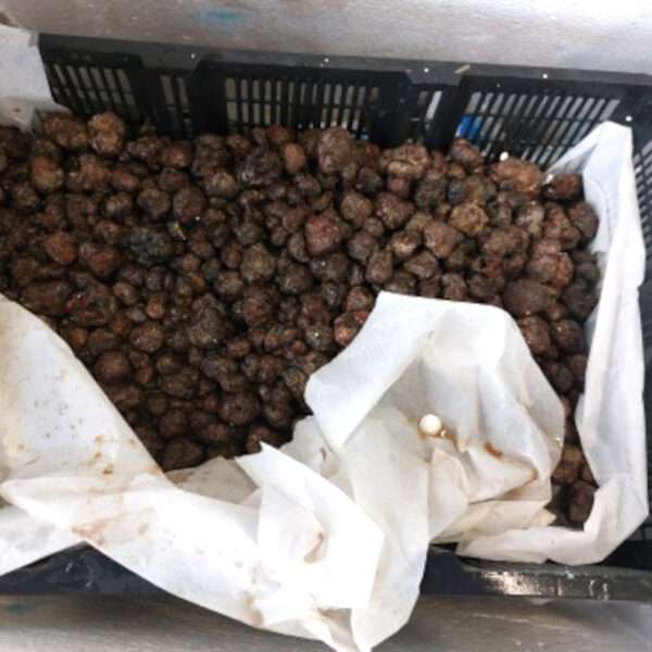 Truffles Worth GBP 65,000 Turn Rotten After Dozy Smugglers Failed To Refrigerate…